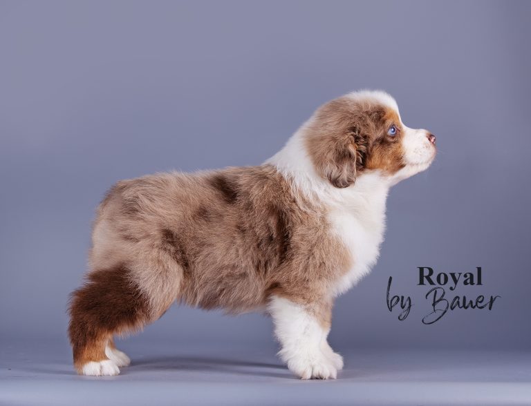 Royal by Bauer