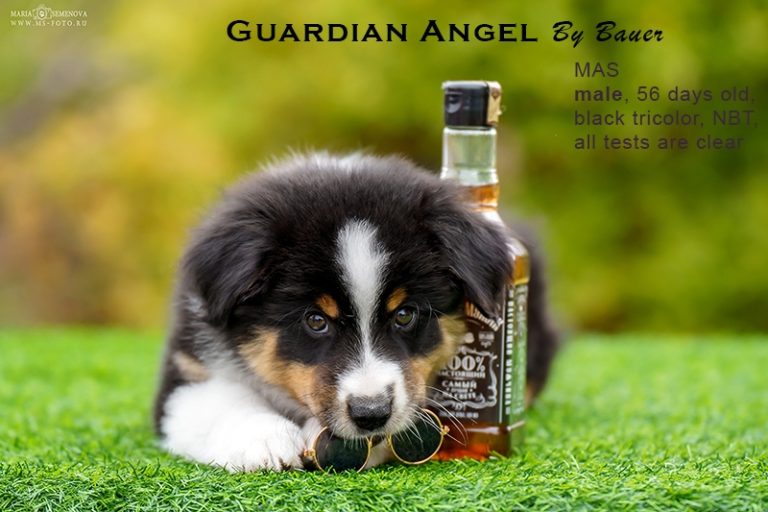 Guardin Angel by Bauer