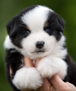 Born to Win by Bauer ~ БЬЁРН, Мини-американская овчарка, фото 25 — питомник by Bauer