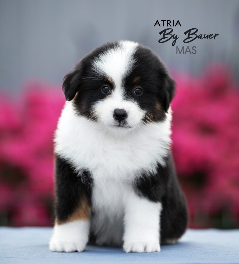 Atria by Bauer ~ LUCY