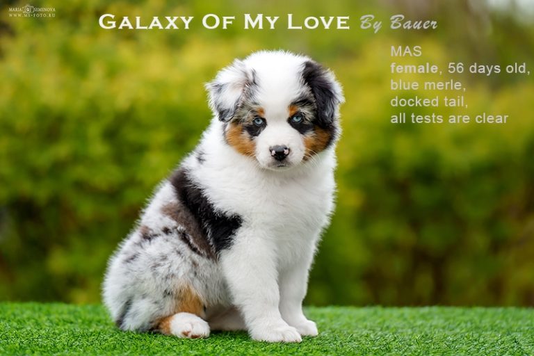 Galaxy of My Love by Bauer