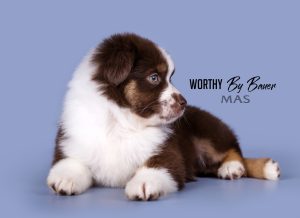 Worthy by Bauer ~ АЙСА, Мини-американская овчарка, фото 8 — питомник by Bauer