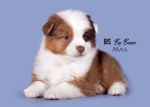 Bis by Bauer ~ БИСКВИТ, Мини-американская овчарка, фото 13 — питомник by Bauer