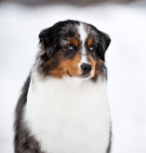 AVIOR by Bauer ~ ТАШ, Мини-американская овчарка, фото 20 — питомник by Bauer