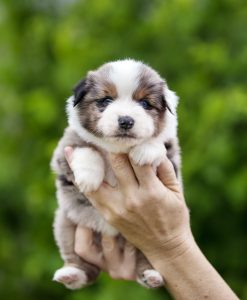 Wise by Bauer ~ ВАЙС, Мини-американская овчарка, фото 18 — питомник by Bauer