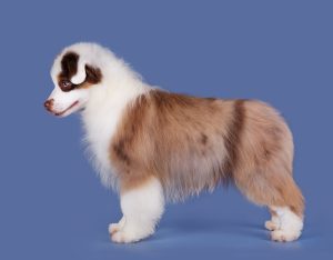 Bis by Bauer ~ БИСКВИТ, Мини-американская овчарка, фото 15 — питомник by Bauer