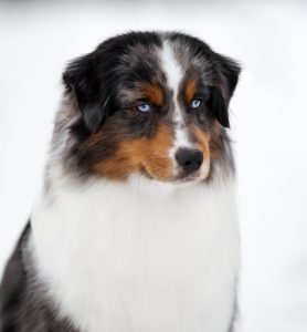 AVIOR by Bauer ~ ТАШ, Мини-американская овчарка, фото 18 — питомник by Bauer