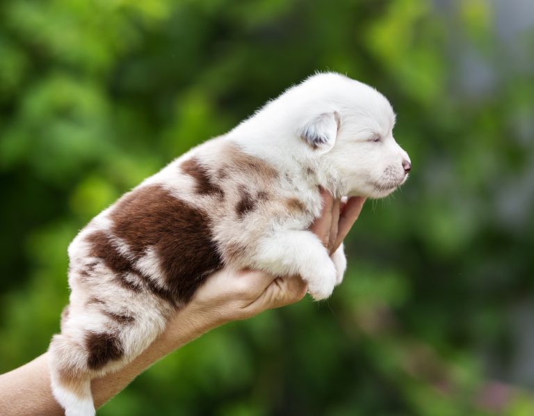 Weasel by Bauer ~ ШАНЯ