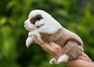 Bis by Bauer ~ БИСКВИТ, Мини-американская овчарка, фото 16 — питомник by Bauer