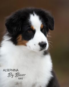 ALSEPHINA by Bauer ~ МАСЯ, Мини-американская овчарка, фото 2 — питомник by Bauer