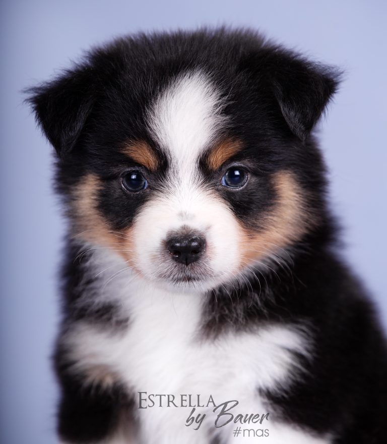 Estrella by Bauer ~ АНГВА