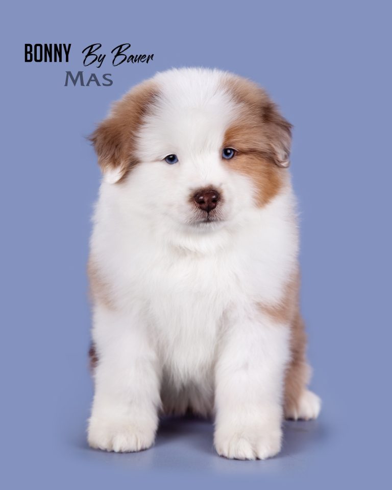 Bonny by Bauer ~