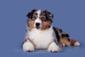 Wealth by Bauer ~ ВЕЛСИ, Мини-американская овчарка, фото 1 — питомник by Bauer