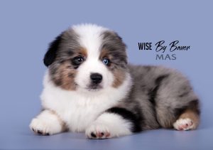 Wise by Bauer ~ ВАЙС, Мини-американская овчарка, фото 17 — питомник by Bauer