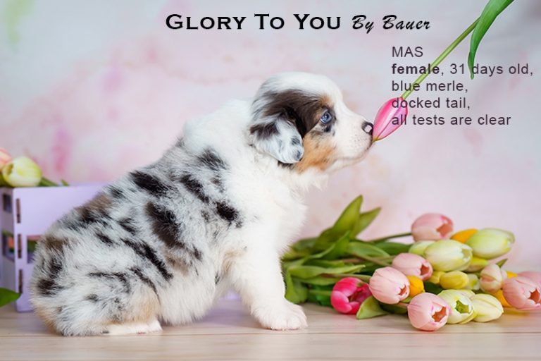 Glory to You by Bauer