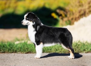 Born to Win by Bauer ~ БЬЁРН, Мини-американская овчарка, фото 28 — питомник by Bauer