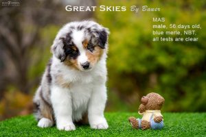 Great Skies by Bauer (НБТ) ~ ПОНЧИК, Мини-американская овчарка, фото 14 — питомник by Bauer
