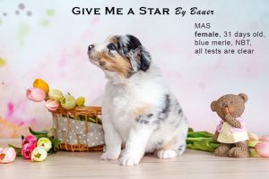 Give me a Star by Bauer (НБТ) ~ ЛЕЯ, Мини-американская овчарка, фото 7 — питомник by Bauer
