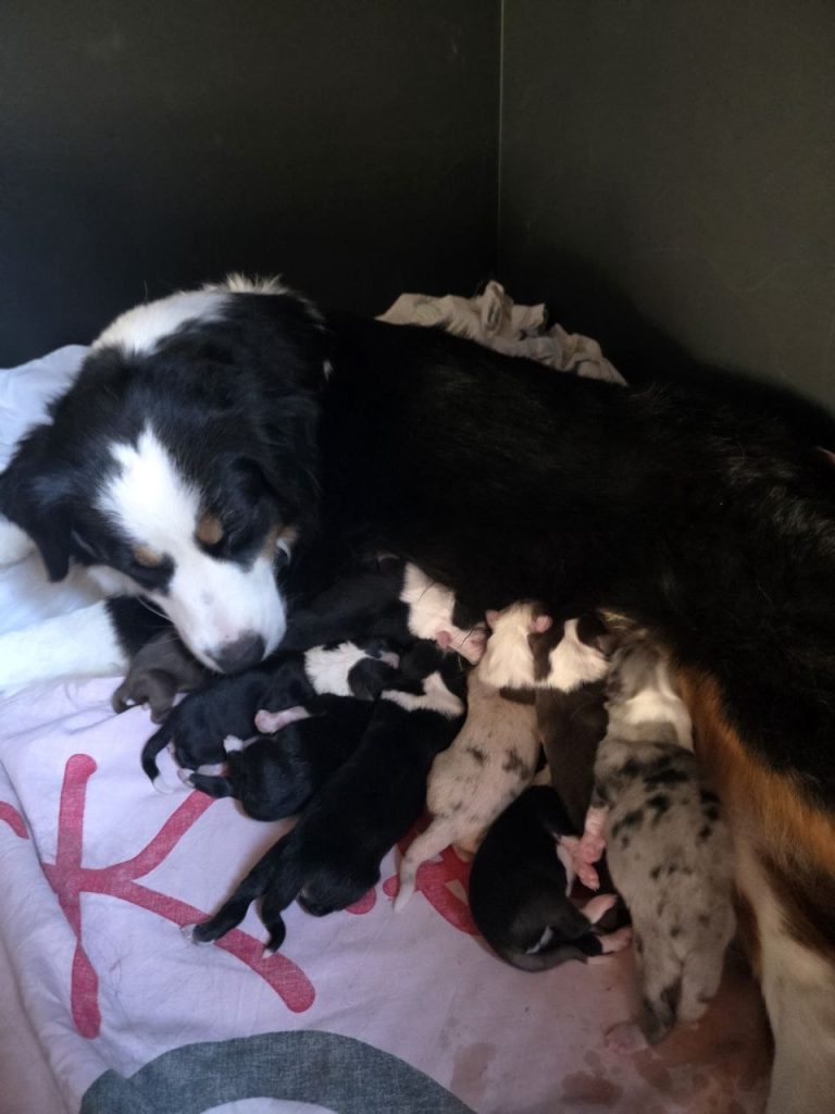 в г. Выборг родились 9 щенков мини-аусси !