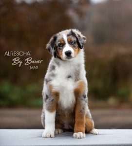 Alresha by Bauer ~ ТАЙРА, Мини-американская овчарка, фото 11 — питомник by Bauer