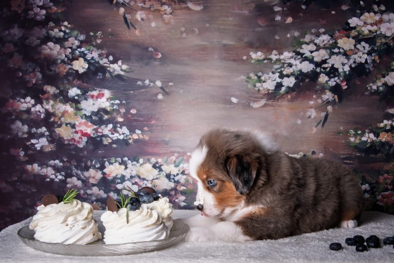 Pavlova by Bauer ~