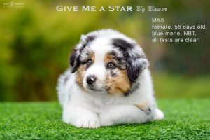 Give me a Star by Bauer (НБТ) ~ ЛЕЯ, Мини-американская овчарка, фото 11 — питомник by Bauer