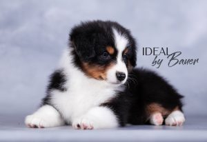 Ideal by Bauer ~ДИЛ, Мини-американская овчарка, фото 2 — питомник by Bauer