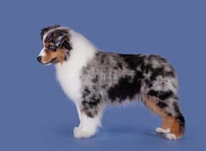 Wealth by Bauer ~ ВЕЛСИ, Мини-американская овчарка, фото 6 — питомник by Bauer