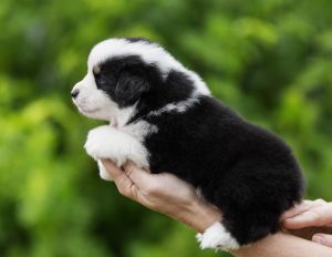 Born to Win by Bauer ~ БЬЁРН, Мини-американская овчарка, фото 27 — питомник by Bauer