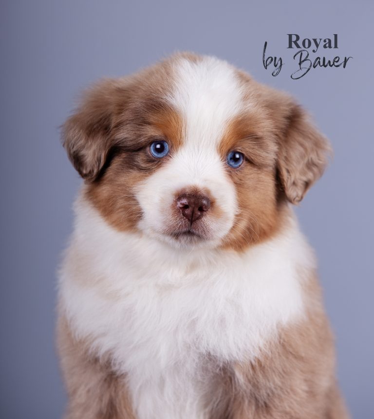 Royal by Bauer