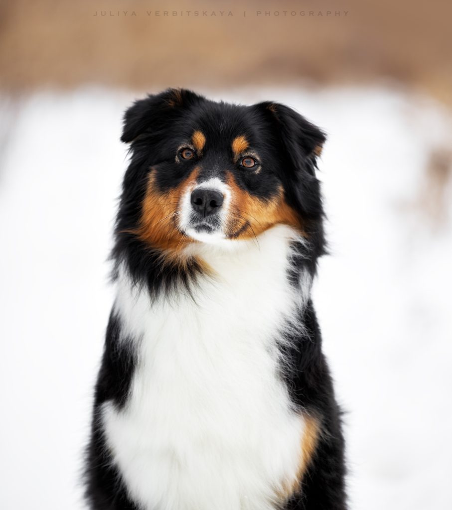 Ashera by Bauer~ШЕРИ аусси