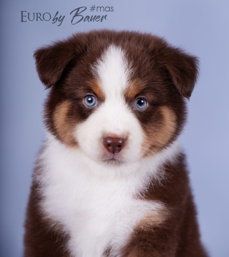 Euro by Bauer ~