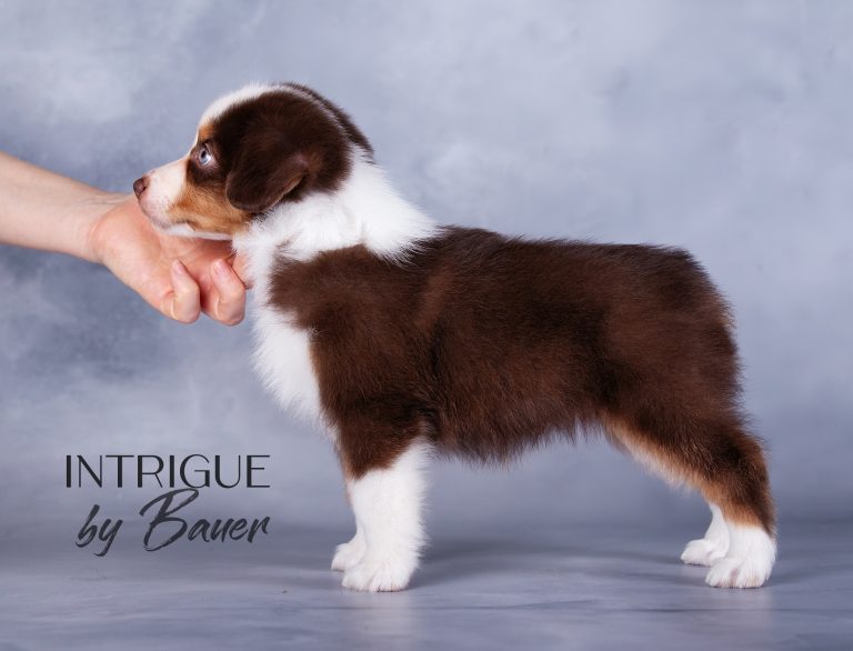 Intrigue by Bauer ~