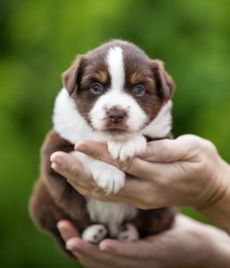 Worthy by Bauer ~ АЙСА, Мини-американская овчарка, фото 12 — питомник by Bauer