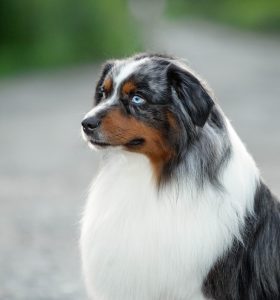 AVIOR by Bauer ~ ТАШ, Мини-американская овчарка, фото 25 — питомник by Bauer