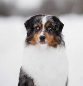 AVIOR by Bauer ~ ТАШ, Мини-американская овчарка, фото 27 — питомник by Bauer