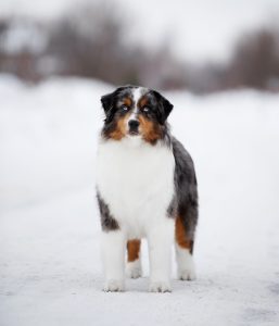 AVIOR by Bauer ~ ТАШ, Мини-американская овчарка, фото 19 — питомник by Bauer