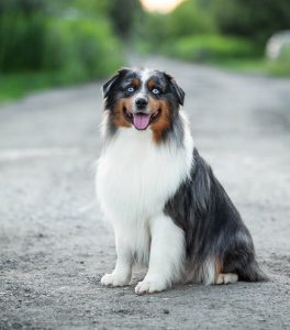 AVIOR by Bauer ~ ТАШ, Мини-американская овчарка, фото 21 — питомник by Bauer