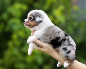 Wise by Bauer ~ ВАЙС, Мини-американская овчарка, фото 6 — питомник by Bauer