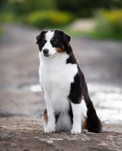 ALSEPHINA by Bauer ~ МАСЯ, Мини-американская овчарка, фото 24 — питомник by Bauer