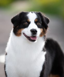 ALSEPHINA by Bauer ~ МАСЯ, Мини-американская овчарка, фото 26 — питомник by Bauer