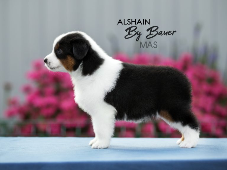 Alshain by Bauer ~ АЛЯ