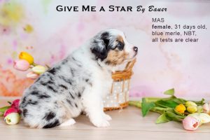 Give me a Star by Bauer (НБТ) ~ ЛЕЯ, Мини-американская овчарка, фото 12 — питомник by Bauer
