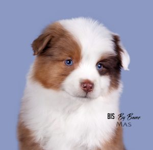 Bis by Bauer ~ БИСКВИТ, Мини-американская овчарка, фото 17 — питомник by Bauer