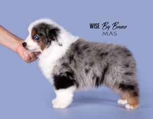 Wise by Bauer ~ ВАЙС, Мини-американская овчарка, фото 8 — питомник by Bauer