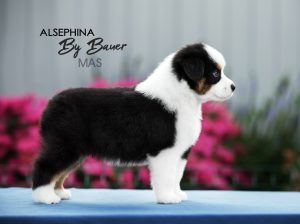 ALSEPHINA by Bauer ~ МАСЯ, Мини-американская овчарка, фото 28 — питомник by Bauer