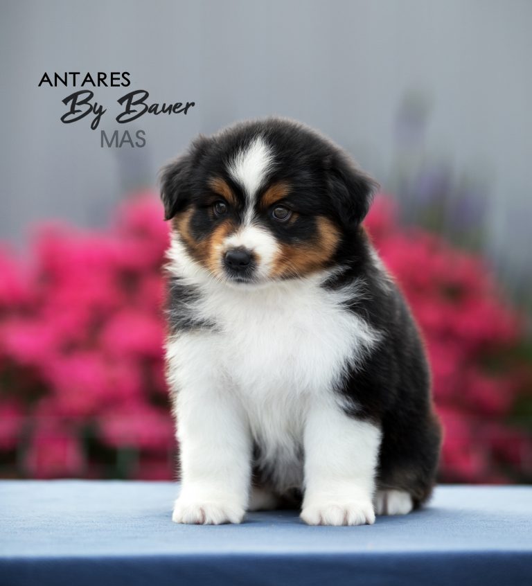 Antares by Bauer ~ ТОХА