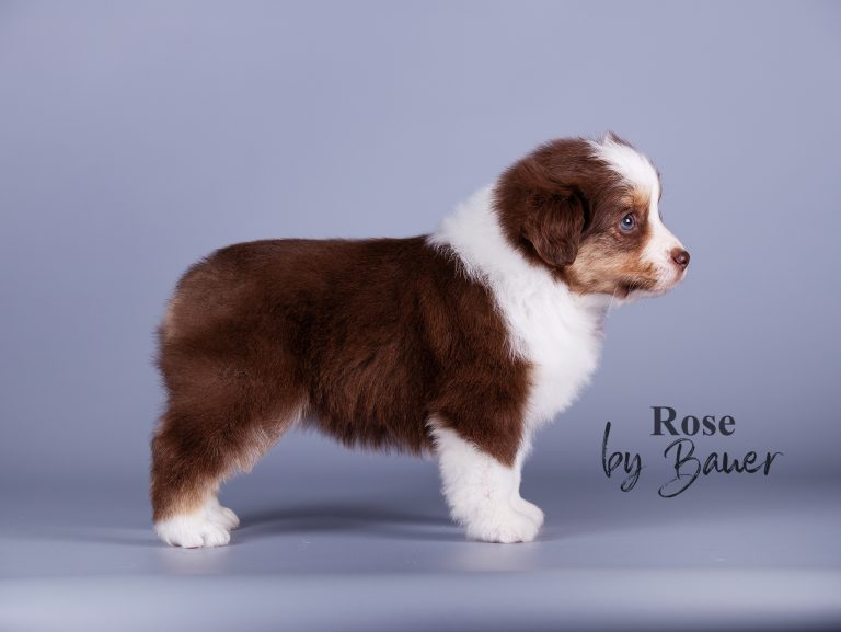 Rose by Bauer