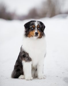 AVIOR by Bauer ~ ТАШ, Мини-американская овчарка, фото 30 — питомник by Bauer