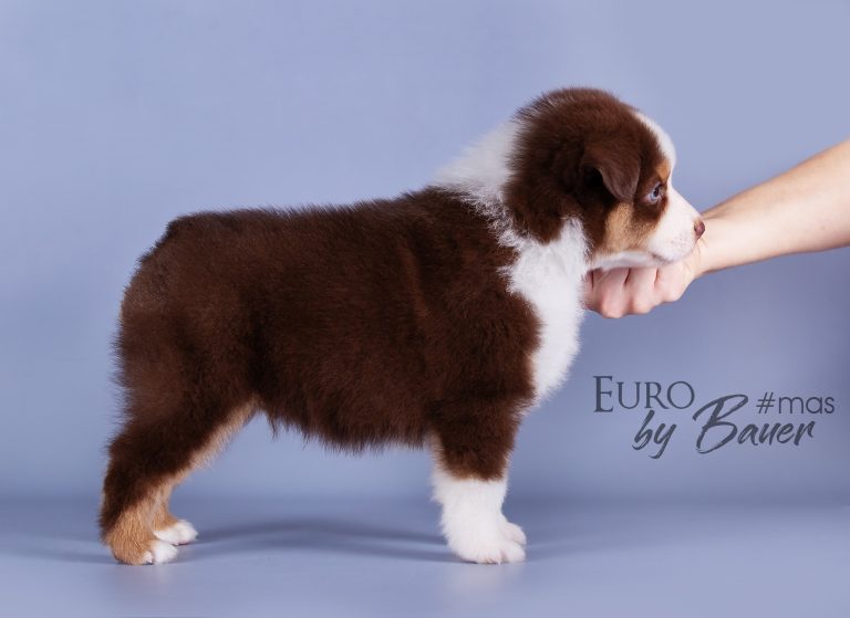 Euro by Bauer ~